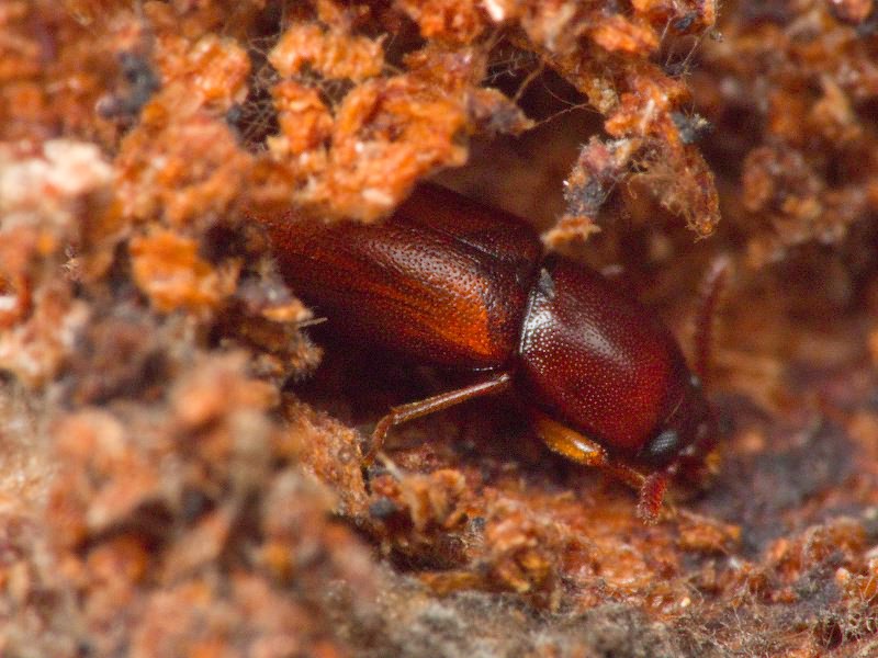 Corticeus pini Panzer, 1799